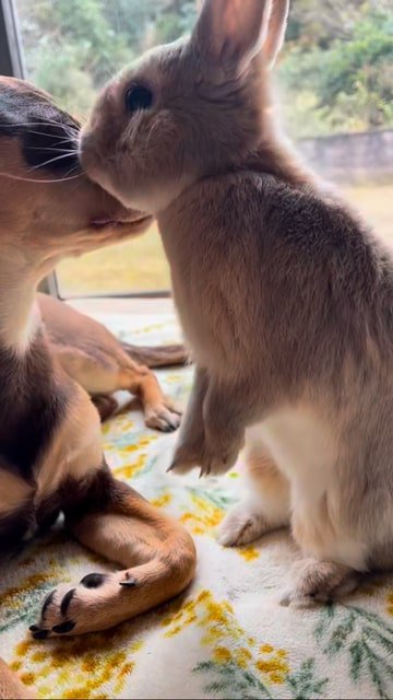 犬を嗅ぐウサギ