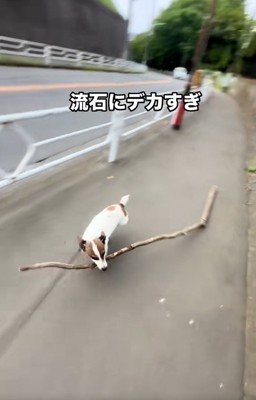 猛ダッシュのバディくん