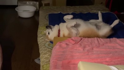 生物界で最も無力な体勢