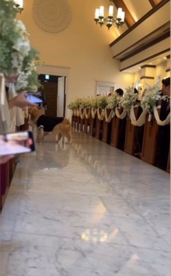 リングドッグに挑戦するジャックくん2