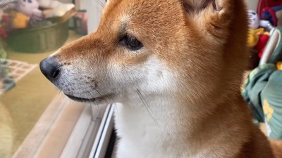 「お父さん、帰ってきて!」