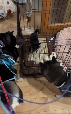 各々観察する柴犬たち