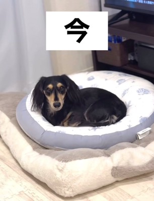 クッションに座ってこちらを見る犬