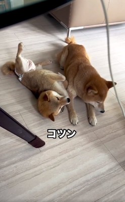 あんずちゃんにぶつかるすももちゃん