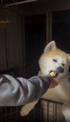 りんごをもらえた紅ちゃん