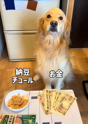 前を向く犬