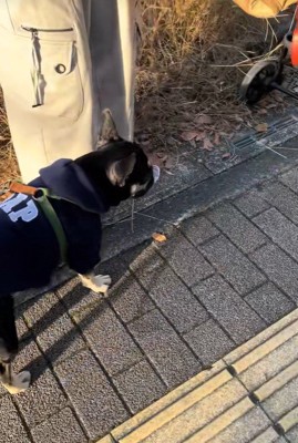 おしゃぶりを拾ったととまる君2