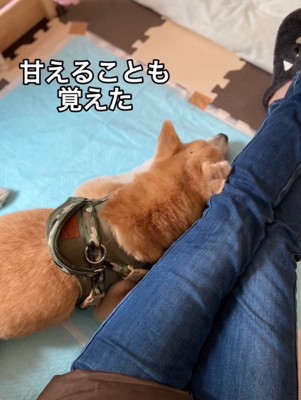 甘える老犬