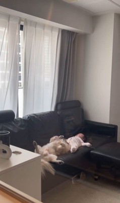 こたつ君と赤ちゃんの日常2