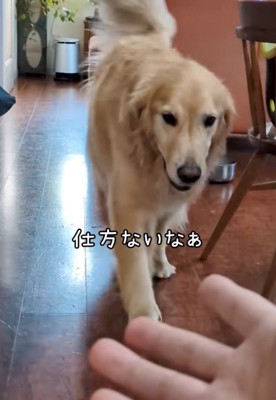 パパの元にやってくる大型犬