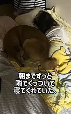 妹が心配だったロック君