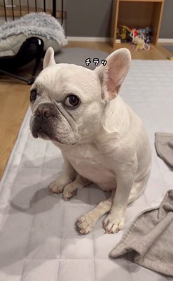 はなちゃんの体勢⑩