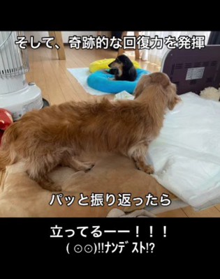 立ち上がるまでに回復!