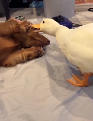 何度もつつくガーガーちゃん