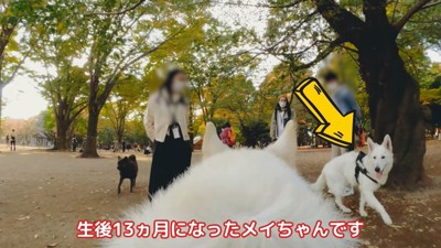 犬の背中越しに矢印とホワイトシェパード