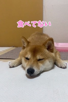 食べてないと訴えるはなちゃん