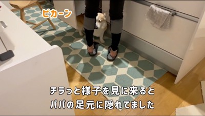 男性の足元から女性を見つめる犬