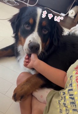 お子さんの親指をしゃぶるマロンちゃん