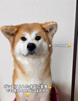 カメラを見つめる犬