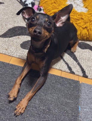 パリピなせせりちゃん