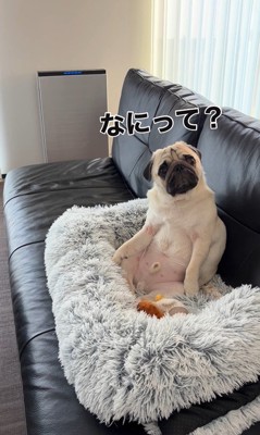 人間のように座るまめぞう君6