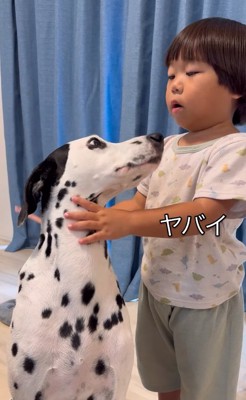 大型犬のブラッシングをする子供