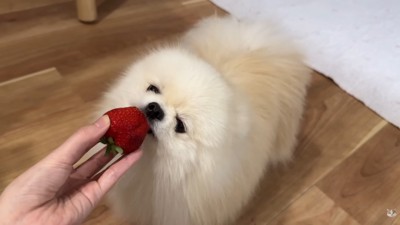 ちまちまと齧る姿も可愛い！