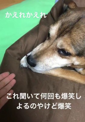 「かえれかえれかえれ」