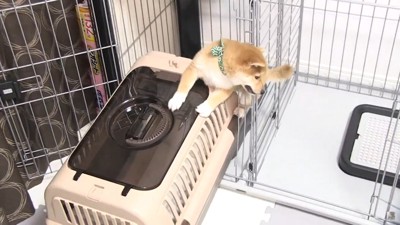 すき間から体半分出す犬