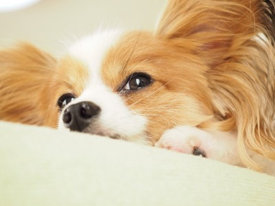 ボーっとしている犬