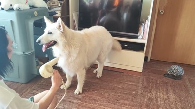 犬にドライヤーをかける男性