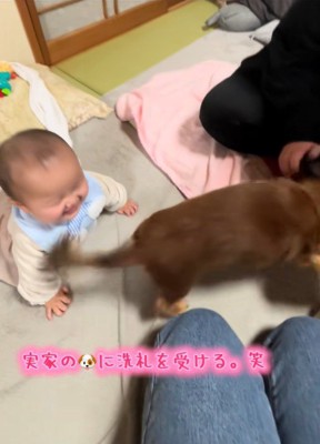 実家のワンコの洗礼を受ける赤ちゃん6
