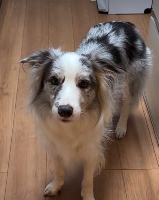 こちらを見つめる犬3