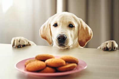 テーブルのクッキーを見つめる犬