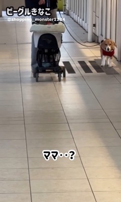 ママが現れた時のきなこちゃん2