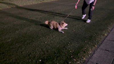 軽快なステップでお散歩♪
