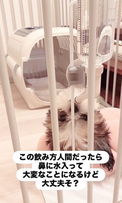 おとちゃんの水の飲み方2