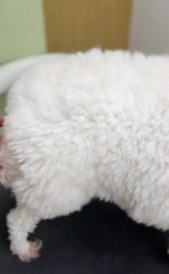 ボサボサの毛をカットすると…