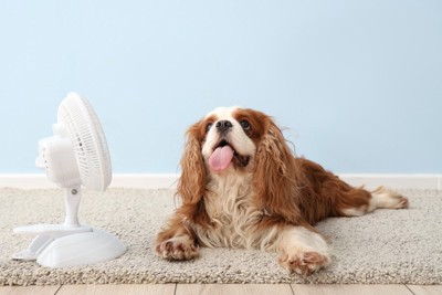 床に寝そべる犬と扇風機