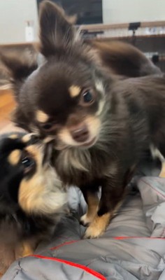 よもぎ君VSしょうぶ君の喧嘩5