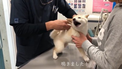 注射を打つとギャン鳴き！