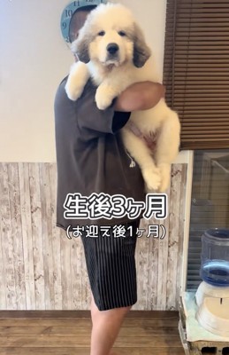 急に大きくなった…！