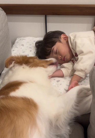 トントン代わりにペロペロ