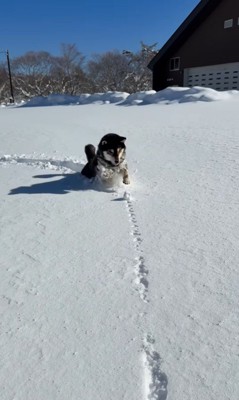 ももちゃんの雪遊び10