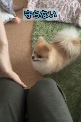 その場で様子を見る犬