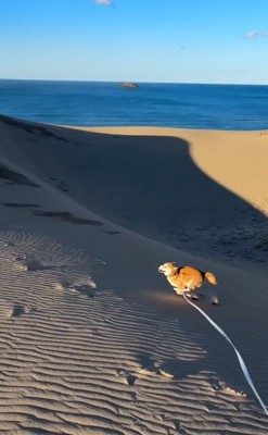 ダッシュする柴犬