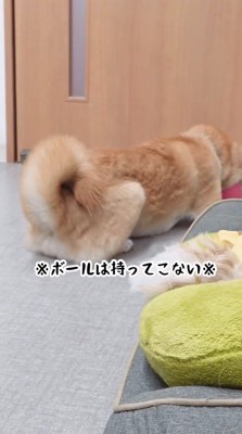 ボールを咥えて遊ぶ犬