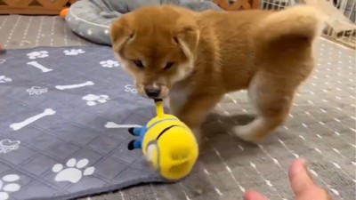 おもちゃで遊ぶ子犬