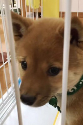 小さなマルちゃんにキュン♡