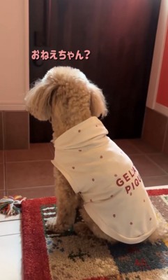 玄関の扉を見つめる犬